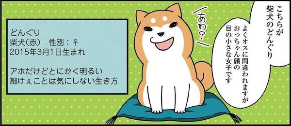 キーワードは ドヤ顔 絵日記スタイルで大人気の柴犬ブログが待望の書籍化 ライブドアブログstyle