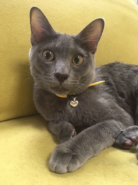 二代目看板猫グリと申します Bistro Le Chat Noir 猫とワインとパリの食卓