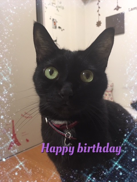 今日はノアちゃんのお誕生日 Bistro Le Chat Noir 猫とワインとパリの食卓