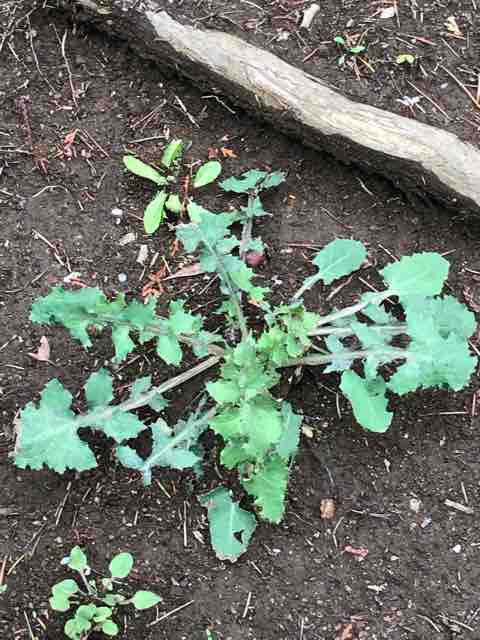 ３月の野草紹介 フチゾリのライチとマルギナータワンダーランド