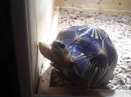 初めてのリクガメの選び方 種類編 ホウシャガメ フチゾリのライチとマルギナータワンダーランド