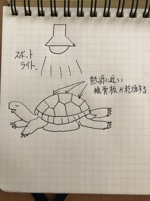 ライチ受診詳細その 甲羅の成長阻害について フチゾリのライチとマルギナータワンダーランド