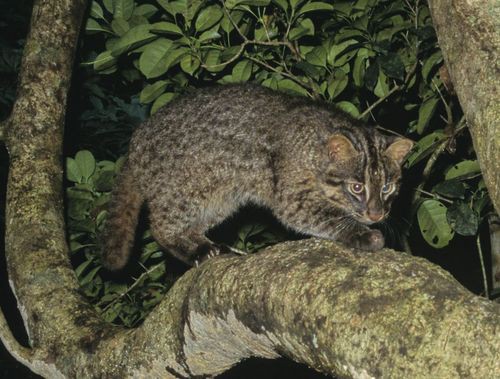 奄美 琉球 希少動物の交通事故多発 世界遺産へ対策強化 転載記事 Ngo Life Investigation Agency