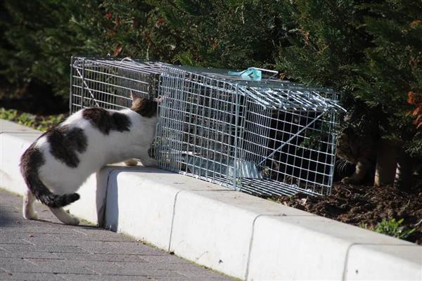 野良猫の虐待動画投稿の税理士を逮捕 2chでは 神 扱いされていた 転載記事 Ngo Life Investigation Agency