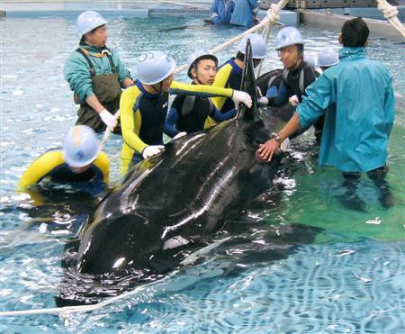 シャチ飼育にゴーサイン 名古屋港水族館の調査委 管理不備は指摘 Ngo Life Investigation Agency