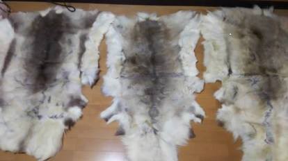 オオカミの毛皮4頭分を違法に売買した男を告発し 摘発いたしました Ngo Life Investigation Agency