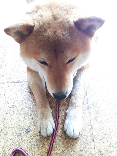 ムヒの柴犬チーム 柴犬 まるのしん