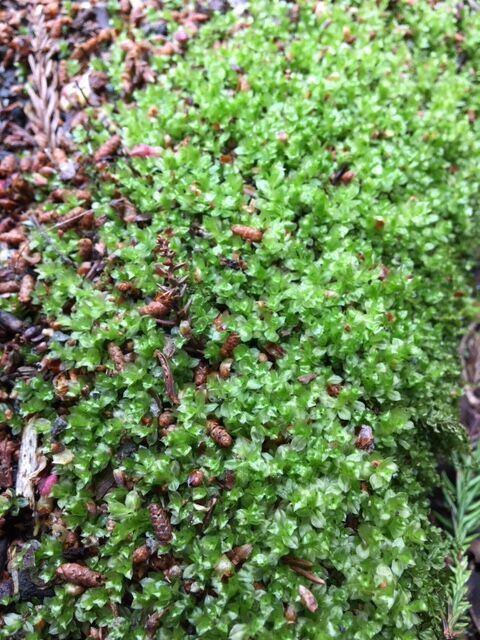 愛媛県で遭遇した多肉と苔 Plante Succulente Et Mousse