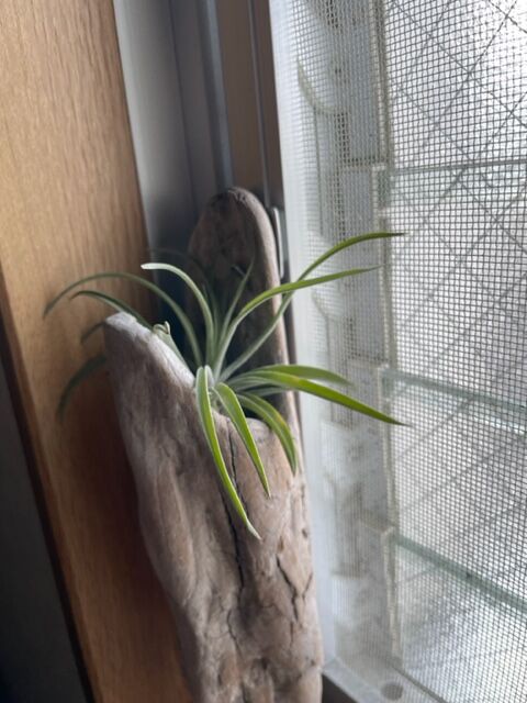 エアプランツの成長 Plante Succulente Et Mousse