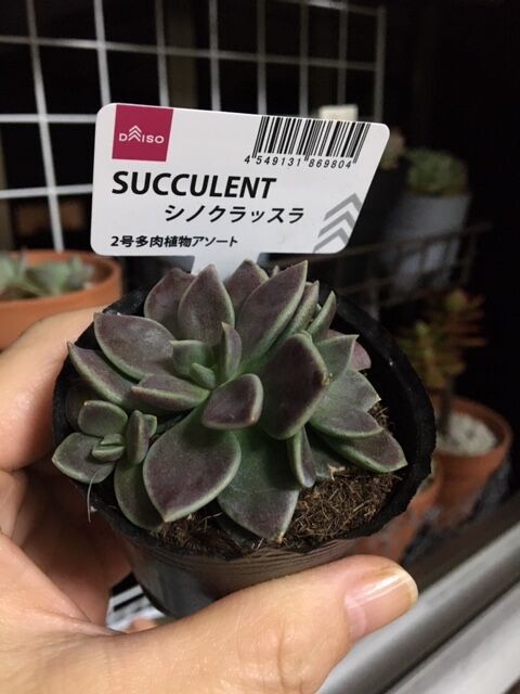 新参 シノクラッスラ Plante Succulente Et Mousse 新参 シノクラッスラ Plante Succulente Et Mousse