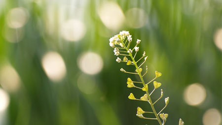 こんな思いをするのなら花や草に生まれたかった かれっじライフハッキング