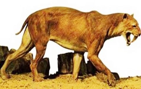 画像あり 古代生物好き集合 ちょっと気になる日々まとめ