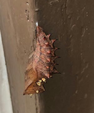 毛虫芋虫につき閲覧注意 サナギになり 針子になりました せっかちで不器用だとこんなことになるの日記