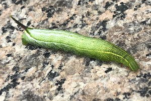 芋虫 爬虫類につき閲覧注意 キュウリ型芋虫が来たよ って何の虫 せっかちで不器用だとこんなことになるの日記