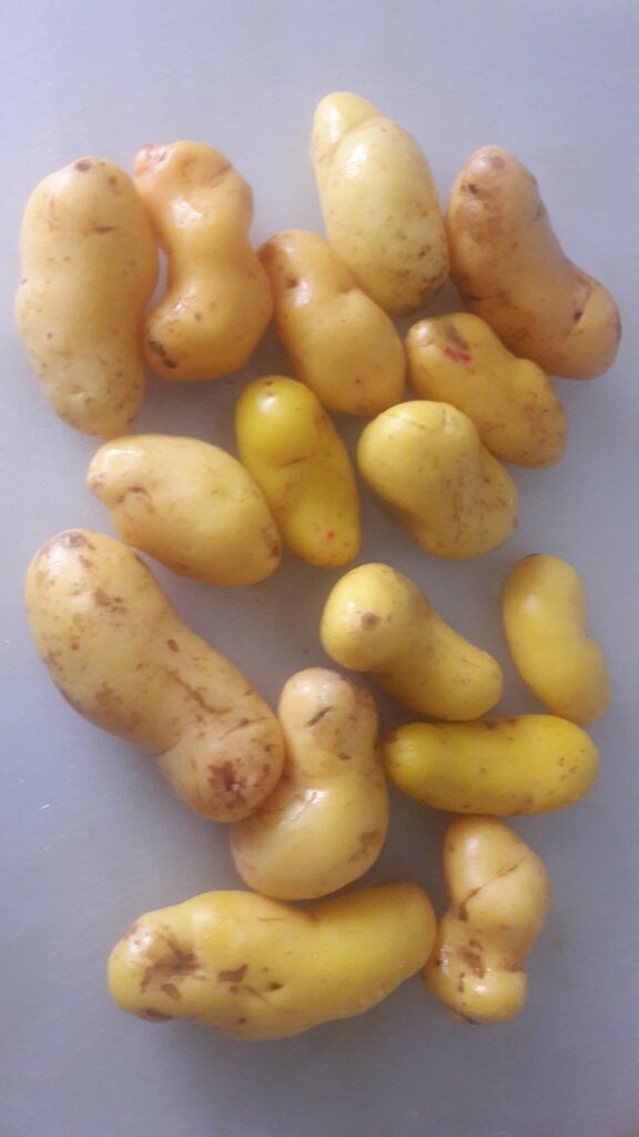ペルーの足の親指のようなじゃがいも オユコ とは オユキートを作ってみよう 南米ペルーでガイドしています