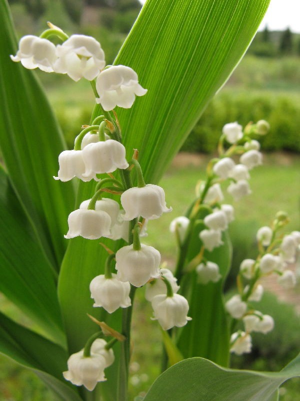 すずらん Muguet リムーだより Lettres De Limoux
