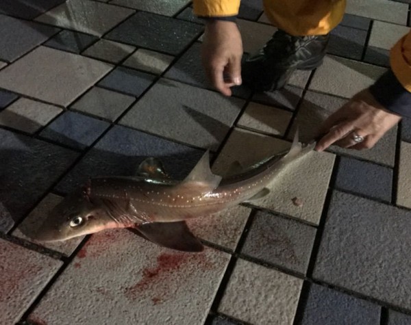 東京湾のサメをご覧ください リンデン法律事務所ブログ 菩提樹の下で