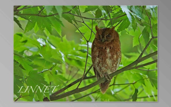 オニコノハズク - eBird