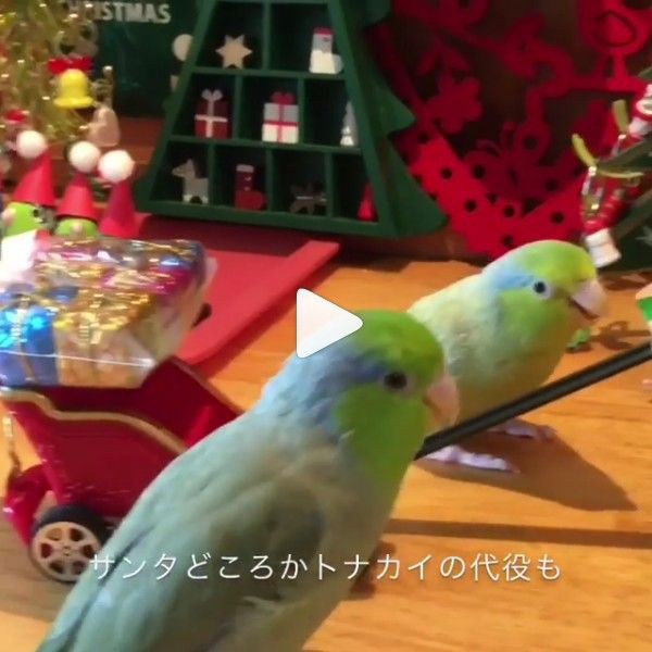 クリスマス動画 ミツグくん 編 マメルリさ迷子マメルリハ