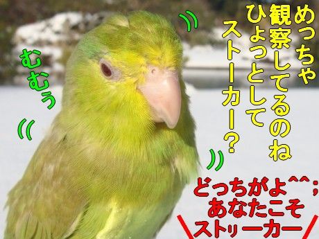 鳴き声いろいろ マメルリさ迷子マメルリハ 鳴き声いろいろ マメルリさ迷子マメルリハ