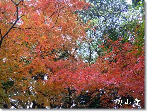 見事な紅葉 山口県下関市 功山寺 ｌｉｔｔｌｅ ｈａｐｐｙ パーチメントクラフト パピエジョリ