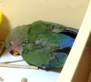 すやすや 小桜インコ日記