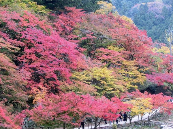 香嵐渓 犬山城 犬山寂光院の紅葉 日月の日記 Hitsuki S Diary