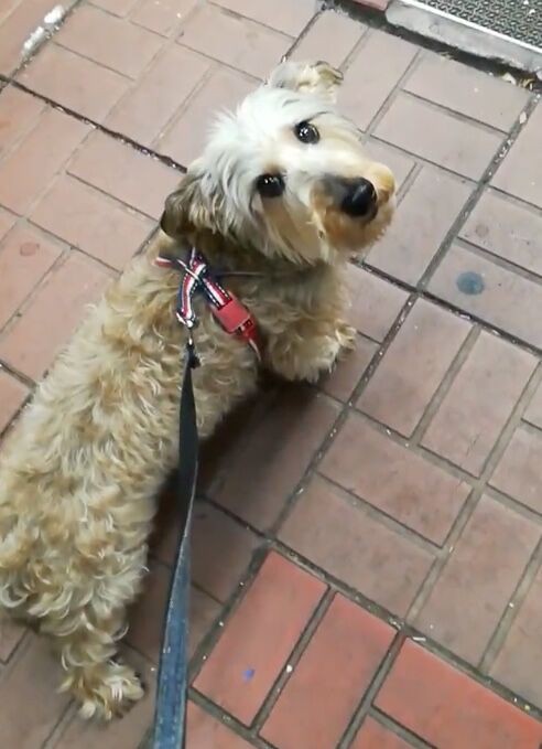 実家犬 めぐまる の頁