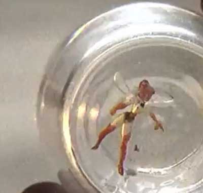 画像あり メキシコで本物の妖精 体長２センチ が捕獲された 情報ライブ ニヤニヤ