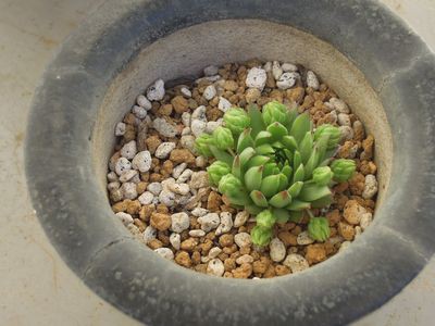 急遽植え替え センペルビウム コモリsan 多肉倶楽部 Sincere 神奈川県秦野市寺山より配信中