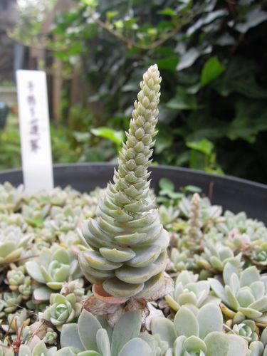 お花の塔が立派に 子持ち蓮華san 多肉倶楽部 Sincere 神奈川県秦野市寺山より配信中