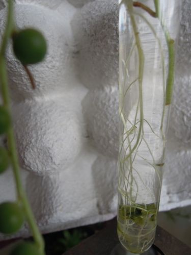 水挿ししています グリーンネックレスsan 多肉倶楽部 Sincere 神奈川県秦野市寺山より配信中