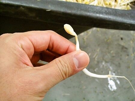 巨人 ドラ1 松本竜也の腕がヤバイ なんj まとめては いかんのか