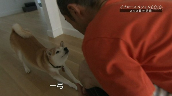 イチローの愛犬 一弓 生きていた 引退するまで一緒に過ごせるとは思っていなかったので大変感慨深いです なんj まとめては いかんのか