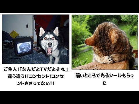 最高 Ever 猫 おもしろ 画像 吹い たら 負け ガルカヨメ