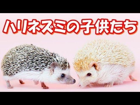 犬猫動画 Hedgehog 可愛すぎる動物たち おもしろ ハプニング 犬 猫 動物 爆笑 長さ 3 08 犬猫おもしろ動画まとめ