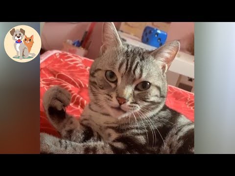 犬猫動画 おかしい猫 かわいい猫 おもしろ猫動画 Hd 笑いが止まらない 6 Kute Pets Tv 長さ 10 44 犬猫おもしろ動画まとめ