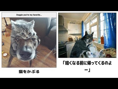 犬猫動画 最高におもしろ犬 猫 動物のハプニング 動物おもしろ画像 吹いたら負け ペット 56 長さ 2 52 犬猫おもしろ 動画まとめ