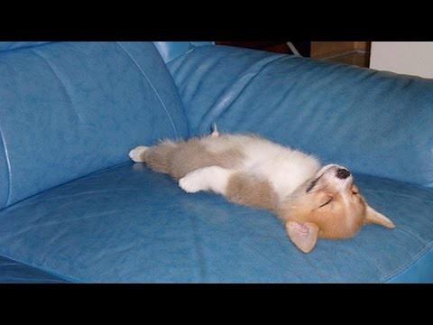 犬猫動画 変わった寝相で寝るおもしろ可愛い犬の動画集 長さ 10 09 犬猫おもしろ動画まとめ
