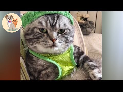 犬猫動画 おかしい猫 かわいい猫 おもしろ猫動画 Hd 笑いが止まらない 8 Kute Pets Tv 長さ 10 32 犬猫おもしろ動画まとめ