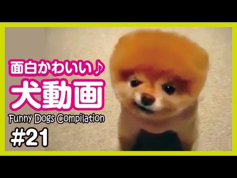 犬猫動画 爆笑 おもしろかわいい犬動画まとめ21 Funny Dogs 長さ 2 54 犬猫おもしろ動画まとめ