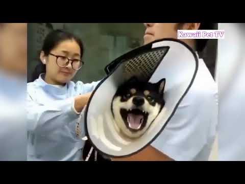 犬猫動画 6秒で笑える 最高におもしろい犬 猫のハプニング 失敗動画集 かわいい犬 かわいい猫 2 長さ 10 49 犬猫 おもしろ動画まとめ 犬猫動画 6秒で笑える 最高におもしろい犬 猫のハプニング 失敗動画集 かわいい犬 かわいい猫 2 長さ 10 49 犬猫 おもしろ動画まとめ