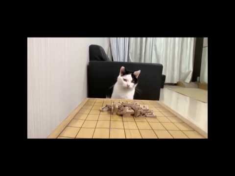 犬猫動画 おもしろかわいい動物 75 日本の人気癒し犬猫 長さ 5 16 犬猫おもしろ動画まとめ