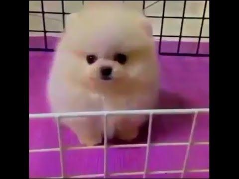 犬猫動画 おもしろワンちゃんｗｗｗ可愛い犬おもしろ動画まとめ 長さ 3 06 犬猫おもしろ動画まとめ