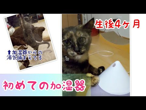 最も人気のある！] 子猫 画像 おもしろ - 最高の無料画像の倉庫