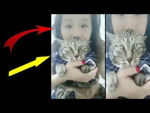 犬猫動画 面白動画 絶対笑う かわいい猫 猫 おもしろ 白 猫 19 19 長さ 3 05 犬猫おもしろ動画まとめ