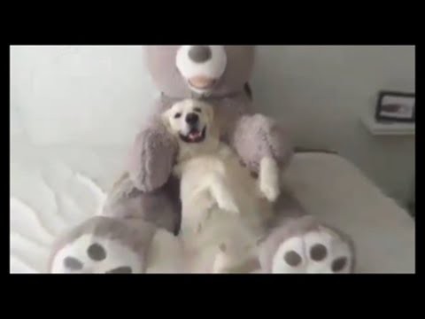 犬猫動画 子供向けのおもしろかわいい動画まとめ 1 長さ 10 51 犬猫おもしろ動画まとめ