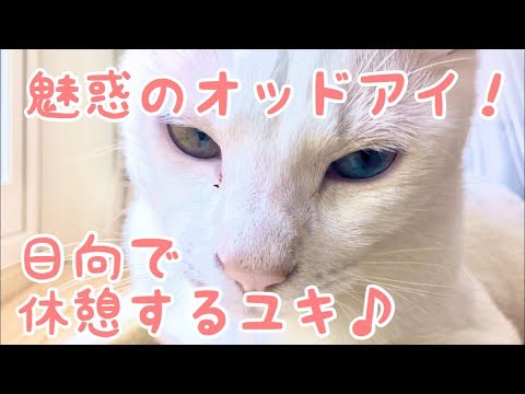 犬猫動画 オッドアイな白ねこ ユキは窓辺が好き 猫ののほほん動画です 長さ 2 26 犬猫おもしろ動画まとめ