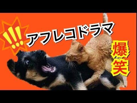 犬猫動画 かわいい猫 犬 動物にボケてアテレコしたら面白動画になった 吹いたら負け 長さ 5 58 犬猫おもしろ動画まとめ