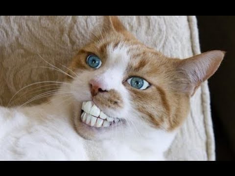 犬猫動画 世界の面白ネコ動画まとめ 見てるだけで癒される猫特集 Funny Cat Vine Compilation Best New 長さ 6 00 犬猫おもしろ動画まとめ